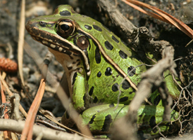 Southern Leopard Frog